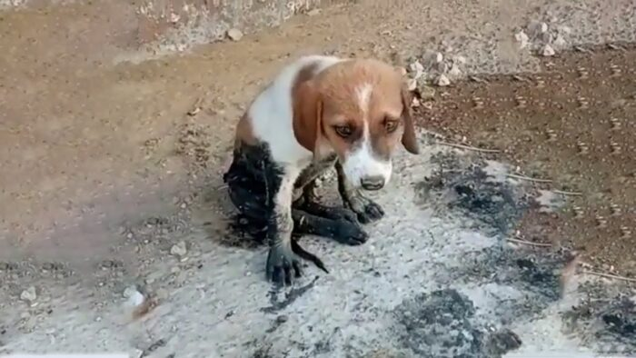 The Emotional Story of Sandy and His Owner: Loyalty Never Fade