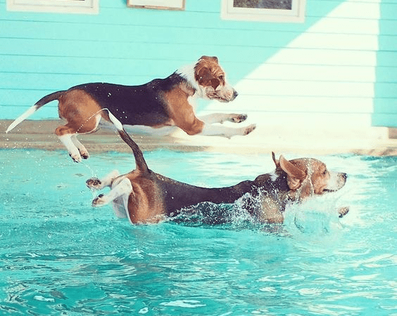 Summer Event: Powerful Beagles Compete in Swimming Competition