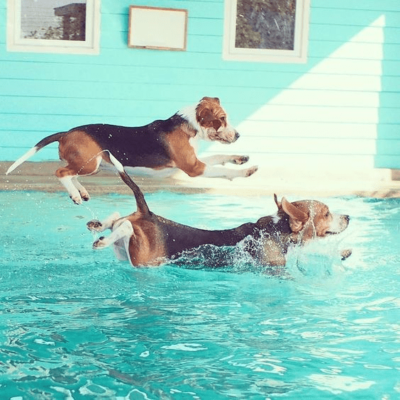 Summer Event: Powerful Beagles Compete in Swimming Competition