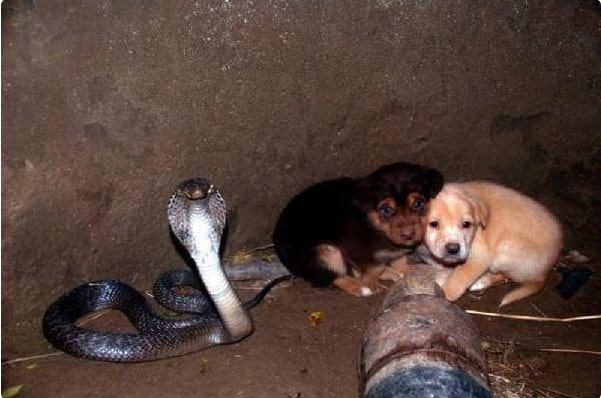 The Unusual Hero: The Extraordinary Rescue of a Tiger Snake Saving a Puppy from a Bad Fate at the Bottom of a Well