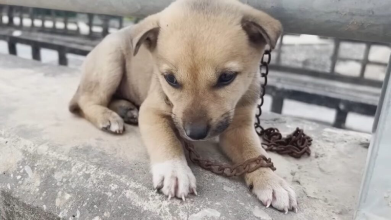 Heartbreaking Scene on the Iron Bridge: Abandoned Dog in Desperate Situation Moves Everyone