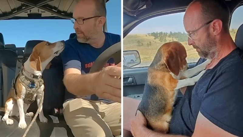 Beagle Lab Joyfully Hugs Man Tightly, Expresses Gratitude for Being Reincarnated