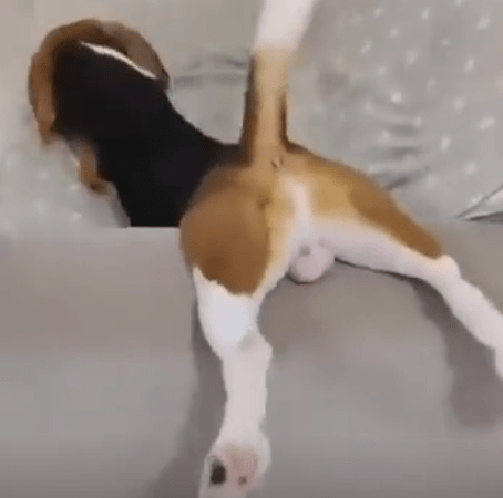 When Beagle is Annoyed: Funny Eyes That Make Everyone Laugh