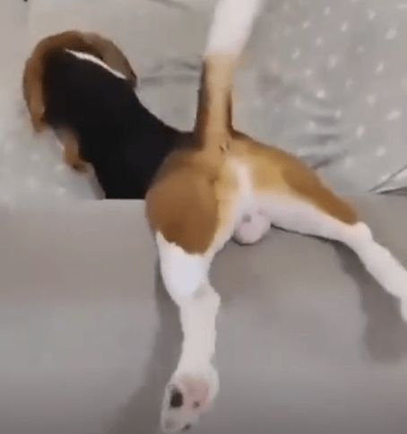 When Beagle is Annoyed: Funny Eyes That Make Everyone Laugh