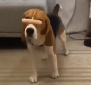 When Beagle Became a Circus Artist: The Hilarious Act of Holding a Sausage on His Nose