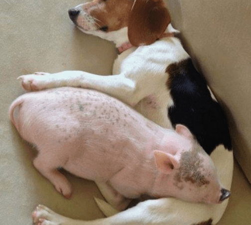 Beagle dog with “difficult” sleeping positions that make everyone laugh