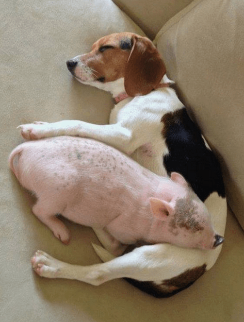 Beagle dog with “difficult” sleeping positions that make everyone laugh