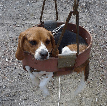 Beagle and his series of “crazy” actions make viewers laugh out loud