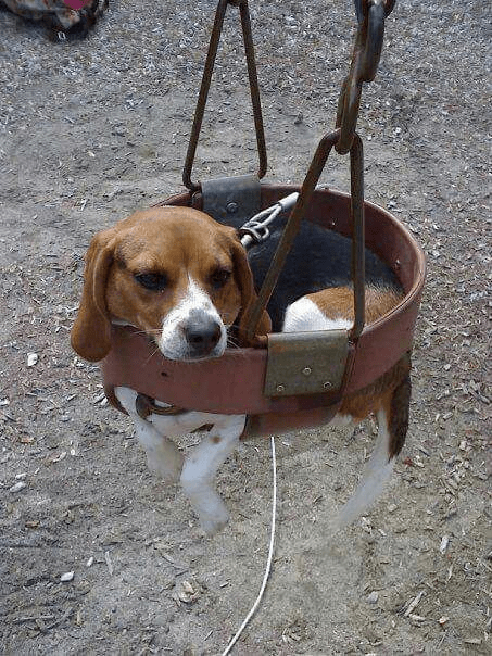 Beagle and his series of “crazy” actions make viewers laugh out loud