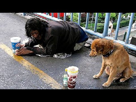 Homeless Dog’s Touching Action Brings Hopeful Cries to Owner