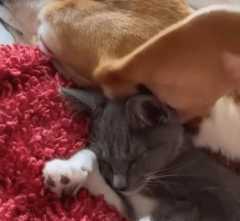 Beagle and the loving moment: Its ears become blankets for kittens