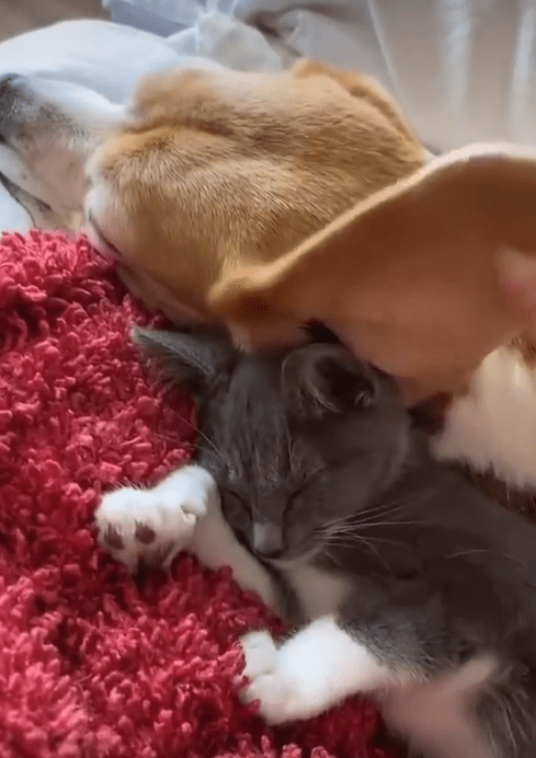 Beagle and the loving moment: Its ears become blankets for kittens