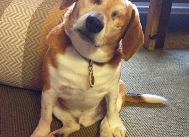 A happy ending for a blind beagle after a long journey of searching