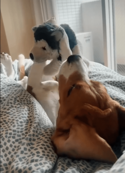 The Beagle’s Strange Joy