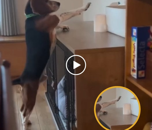 Beagle and funny action: Using front paw to reach for the roll of paper