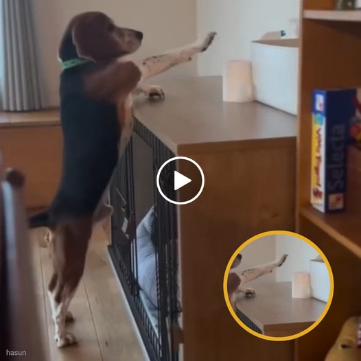 Beagle and funny action: Using front paw to reach for the roll of paper