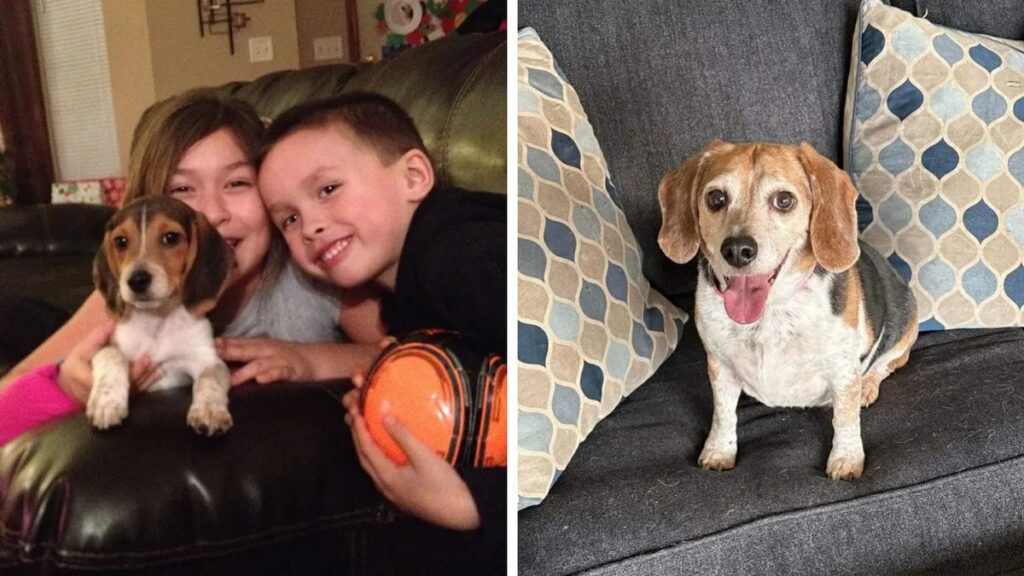 Beagle Missing for 8 Years Travels 1,400 Miles to Reunite with Family