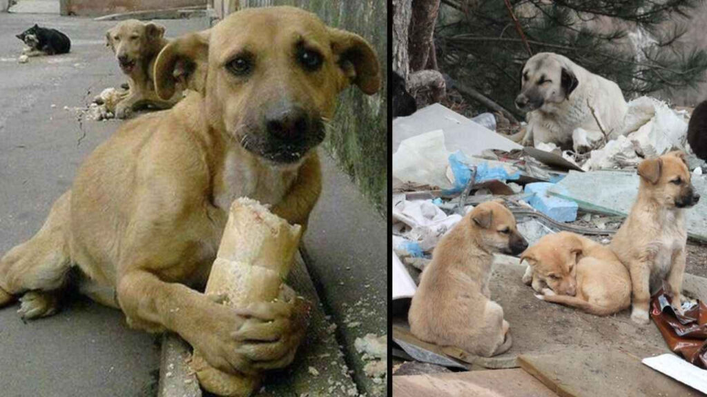 Hungry stray dog ​​receives a loaf of bread, touching millions of hearts