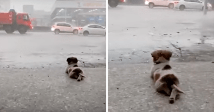 The moment the dog lies and looks at the rain, thinking, makes everyone find it adorable