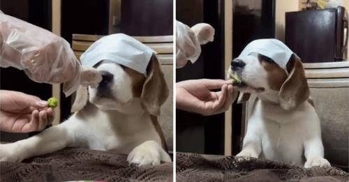 How to Get Your Beagle to Eat Vegetables: Tips to Make Your Dog Eat Vegetables Easier