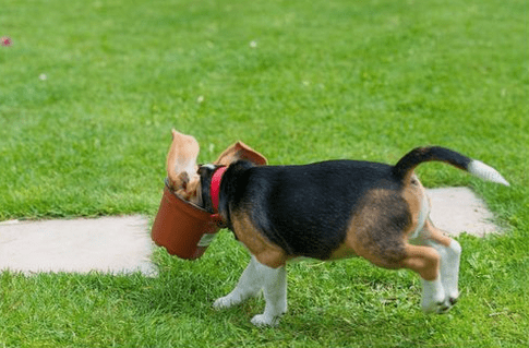 The mischievous Beagle hid in the plant pot and did something that made everyone laugh.