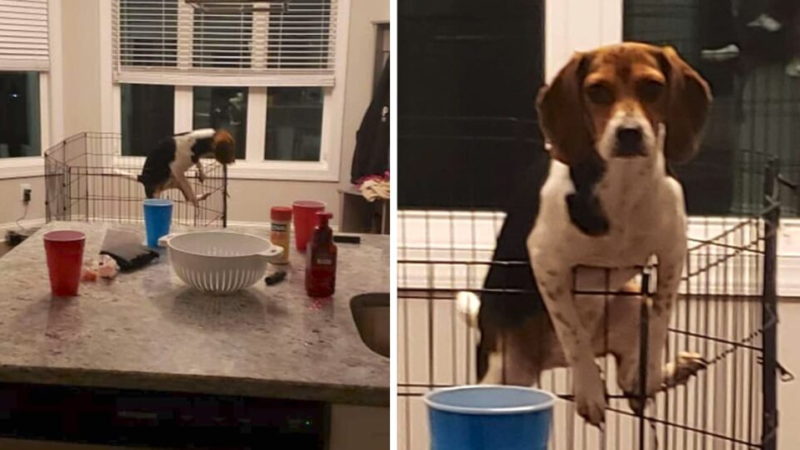 The puppy thought his mother was not home and tried to run away, but then accidentally met his mother’s eyes