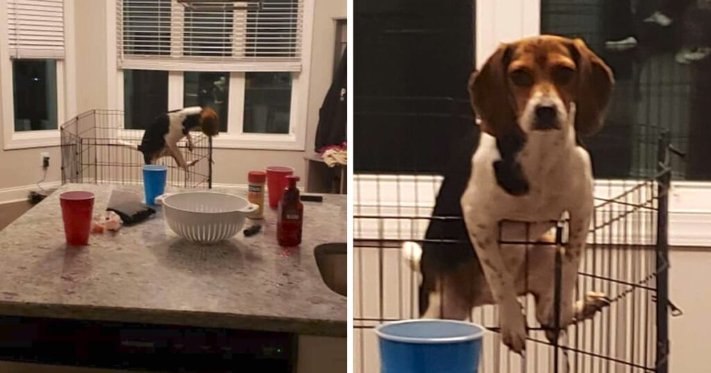 The puppy thought his mother was not home and tried to run away, but then accidentally met his mother’s eyes