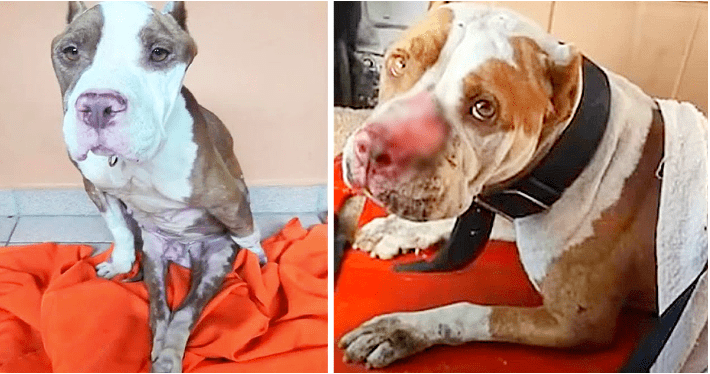 Pitbull Wandering Lost Faith Due to Paralysis, Thought No One Wanted to Adopt Him