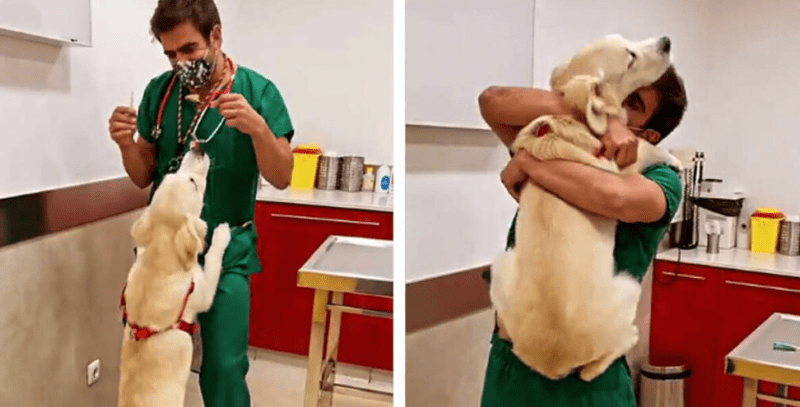 The vet uses a clever and charming method to vaccinate dogs without them even noticing ‎