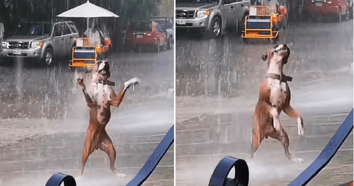 Dog’s dancing in the rain makes the online community crazy