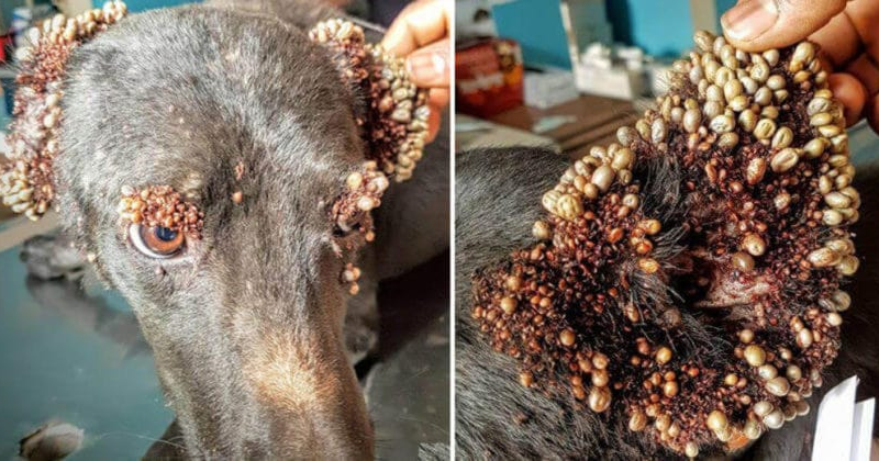 Rescue the unfortunate dog carrying thousands of blood-sucking ticks