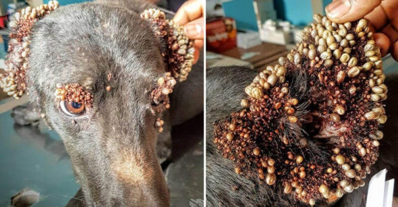 Rescue the unfortunate dog carrying thousands of blood-sucking ticks