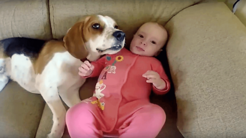 Beagle – A Strong Candidate For The Title “Perfect Nanny”