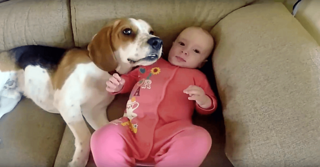 Beagle – A Strong Candidate For The Title “Perfect Nanny”