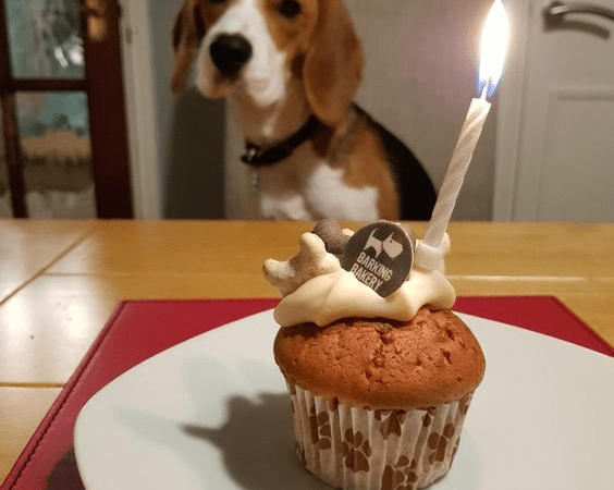 Today Is Dica The Beagle’s Birthday, But No One Came To Wish Him Happy Birthday And He Is Very Sad