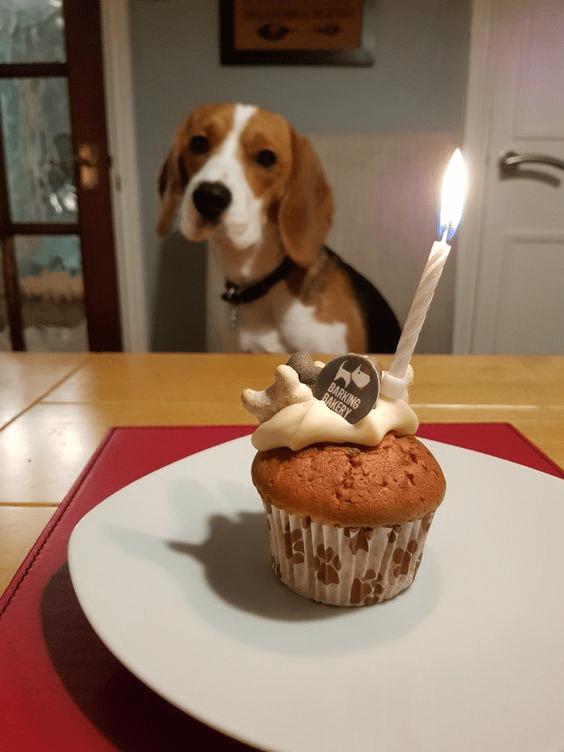 Today Is Dica The Beagle’s Birthday, But No One Came To Wish Him Happy Birthday And He Is Very Sad