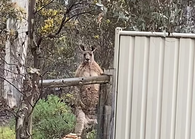 Brave Beagle And His Tense Confrontation With An Uninvited Guest Kangaroo