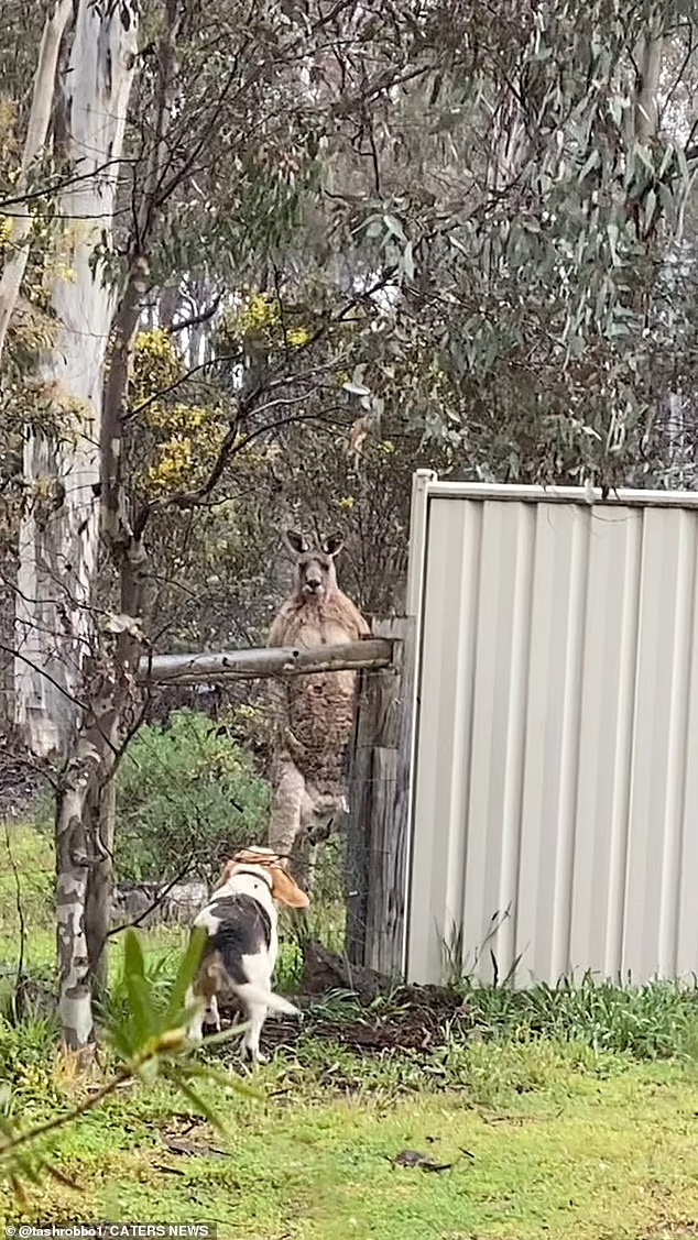 Brave Beagle And His Tense Confrontation With An Uninvited Guest Kangaroo