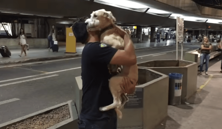 The dog screamed and jumped with joy when he saw his owner again after 10 days apart