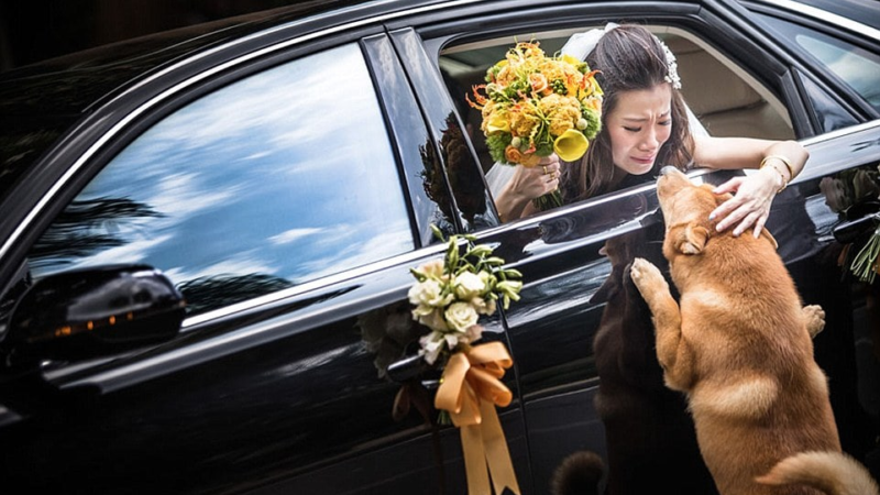 The tearful farewell of the dog and his owner