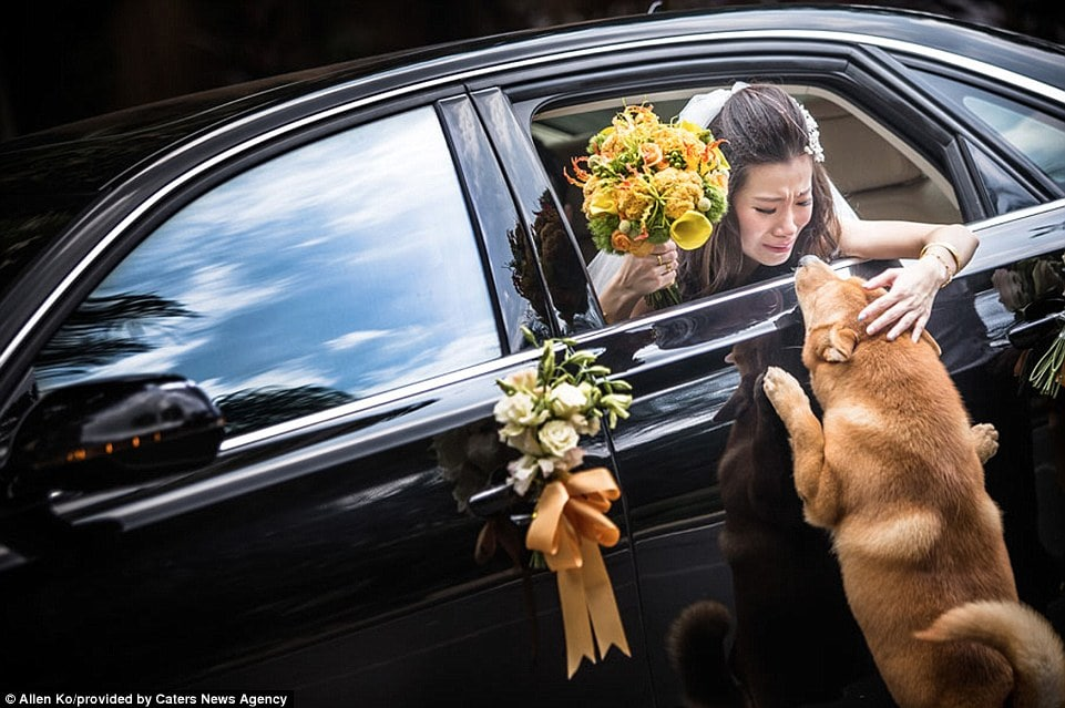 The tearful farewell of the dog and his owner