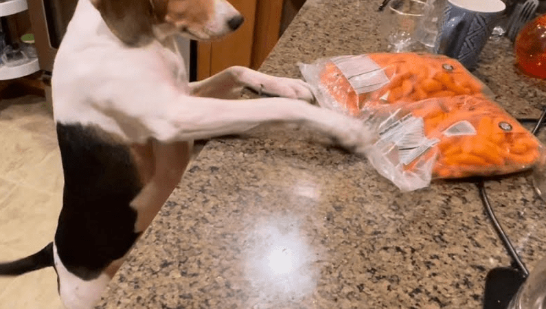 Funny Scene: Long-legged Beagle Keeps Reaching for Baby Carrots from Kitchen Countertop