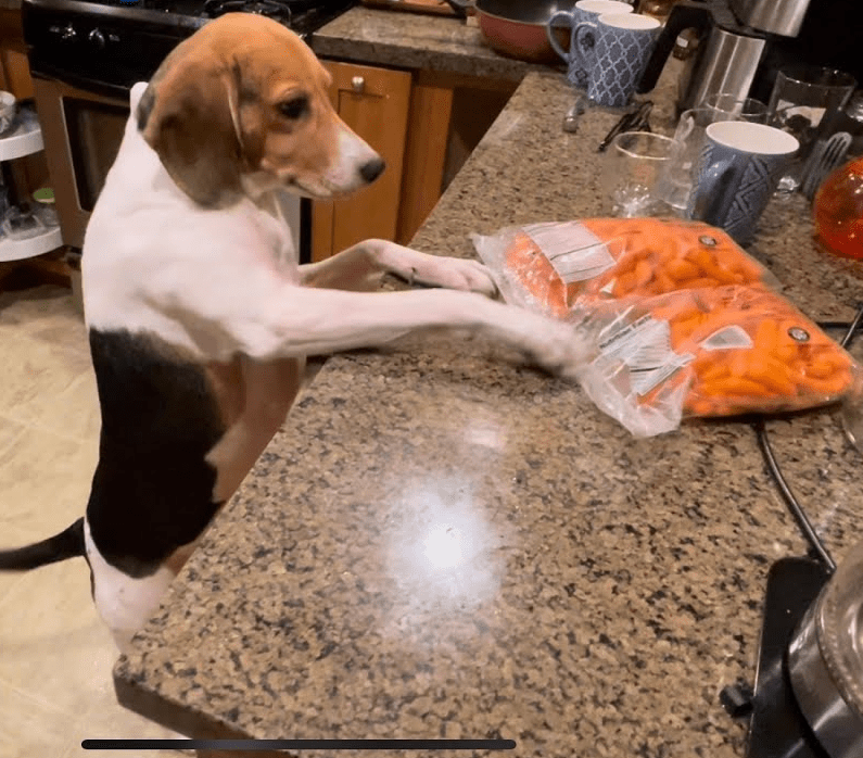 Funny Scene: Long-legged Beagle Keeps Reaching for Baby Carrots from Kitchen Countertop