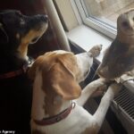 Barn owl called Stardust strikes up unlikely friendship with beagle and collie dogs – and even swoops down from its perch to play ‎