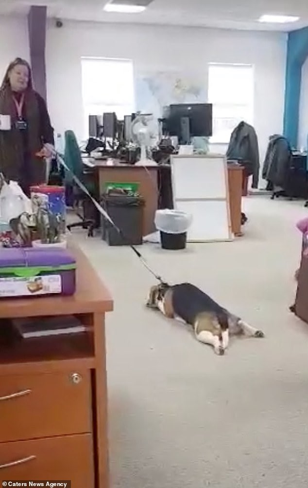 Stubborn Beagle Obi Throws Hilarious Tantrum, Forcing Owner to Drag Him Along!