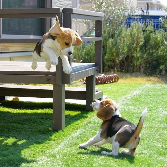 Playful Beagle Pups: Boundless Energy and Joy