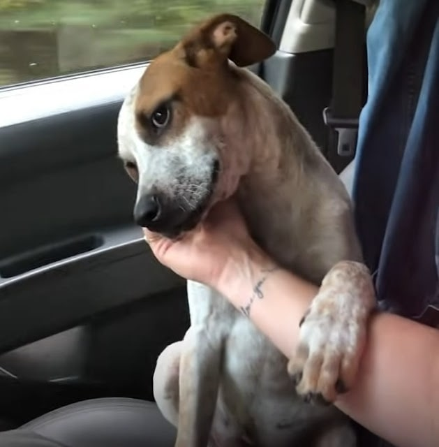 Puppy expresses his gratitude Who Rescued Him by Comforting Her ‎ ‎