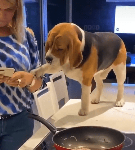 Heartbroken Dog Begs for Love as Owner Stays Glued to Phone