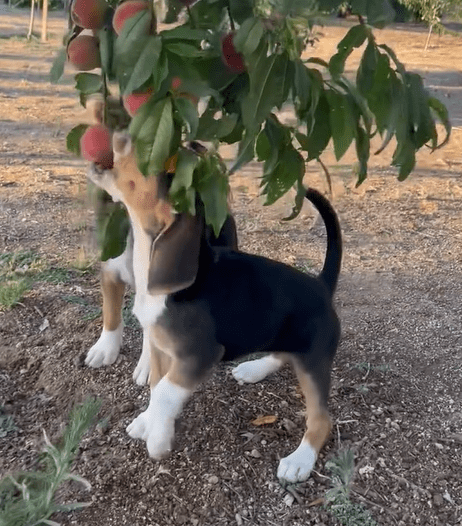 Peach Thieves Caught Red-Pawed: Two Beagle Dogs’ Hilarious Heist Caught on Camera