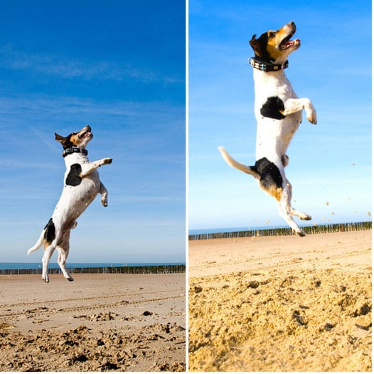 The Energetic Beagle Who Loves Soaring Over the Sand